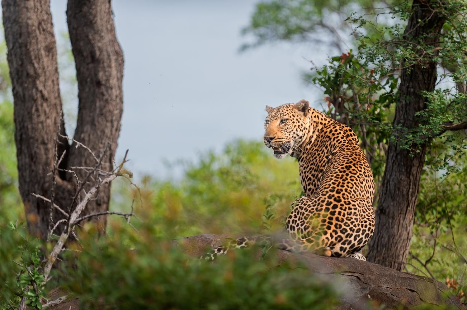 Zuid Afrika Balule Pondoro Game Lodge Luipaard WE (1).jpg - Jambo Safari Club